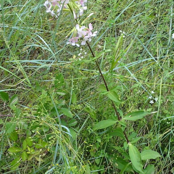 Saponaria officinalis عادت داشتن