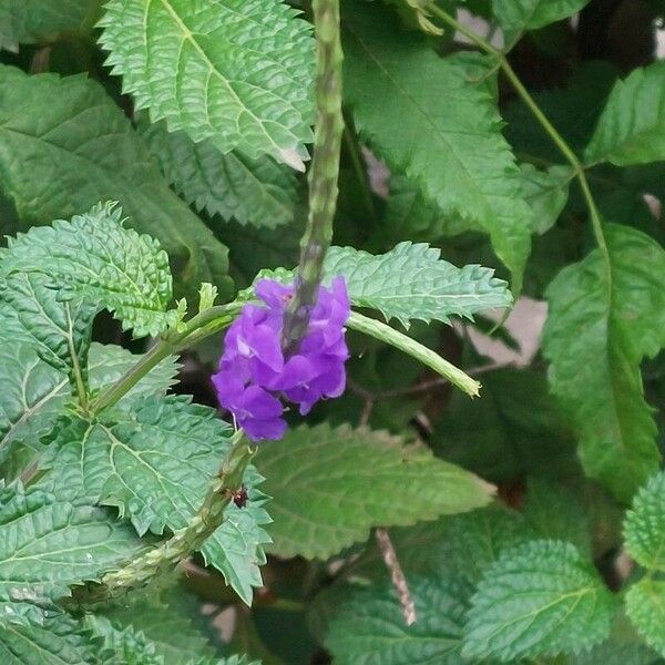 Stachytarpheta indica Flower