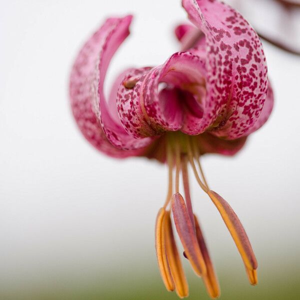 Lilium martagon Цвят