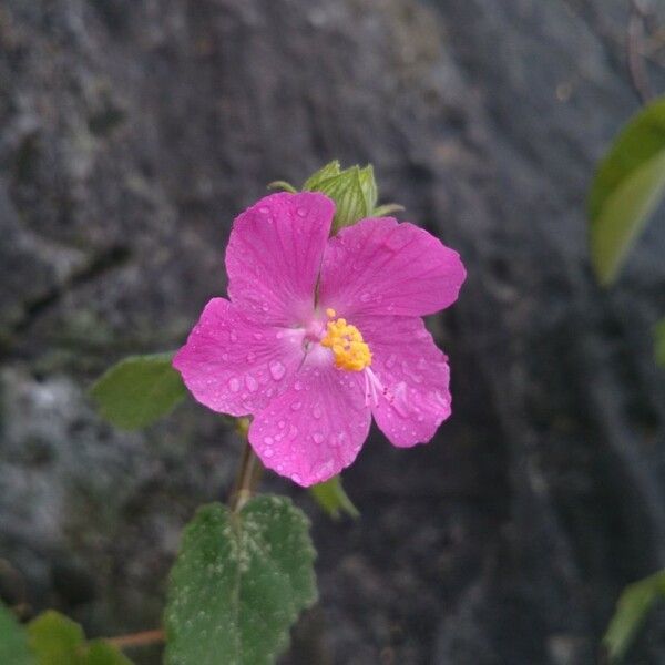 Pavonia lasiopetala Flower