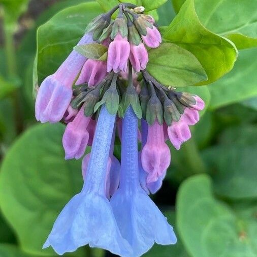 Mertensia virginica Žiedas