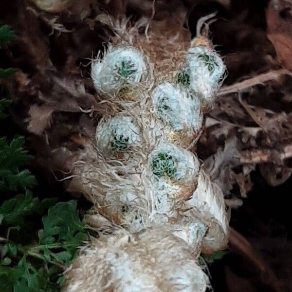 Polypodium cambricum Лист