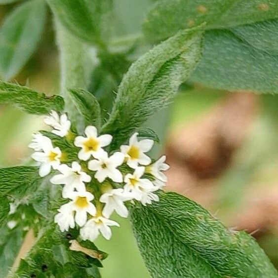 Mitracarpus hirtus Flors