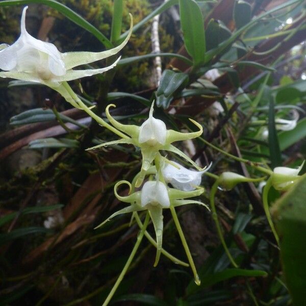 Angraecum expansum Flower