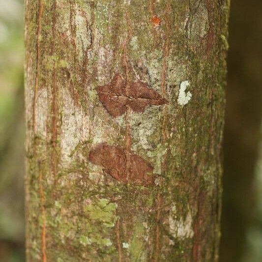 Pachira flaviflora Koor