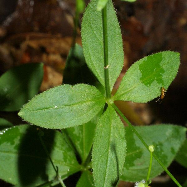 Galium circaezans Blad