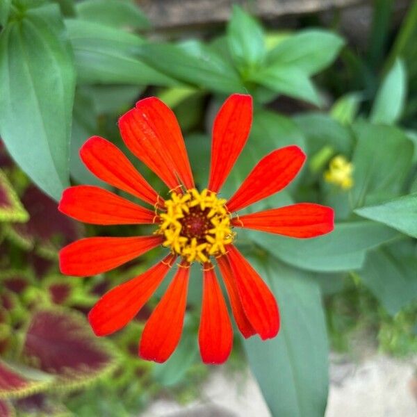 Zinnia peruviana Flower