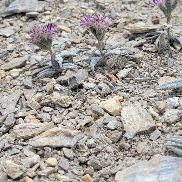 Saussurea alpina Hábito