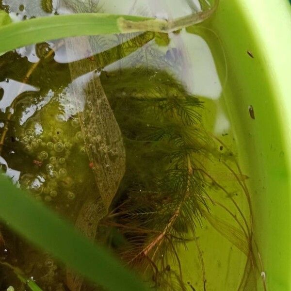 Myriophyllum verticillatum Hoja