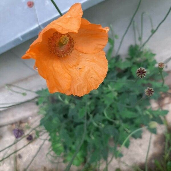 Papaver atlanticum 花