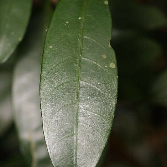 Tabernaemontana disticha Leaf