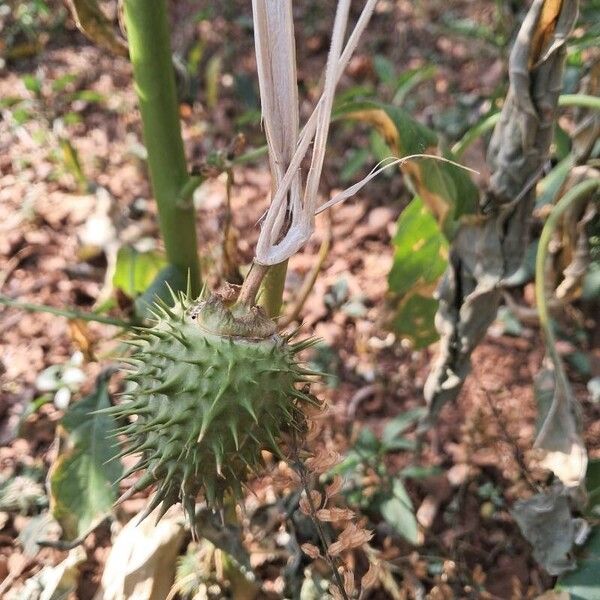 Datura stramonium Лист