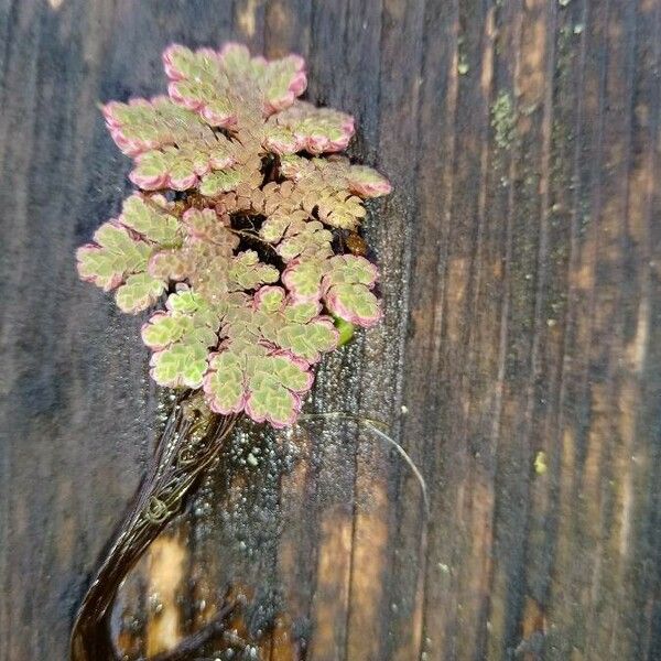 Azolla filiculoides ഇല