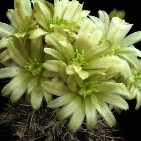 Echinocereus viridiflorus Flower