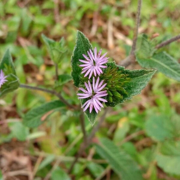 Elephantopus scaber 花