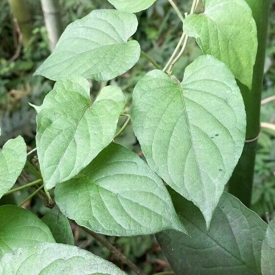 Paederia foetida 葉