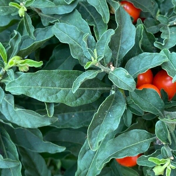 Solanum pseudocapsicum Lapas