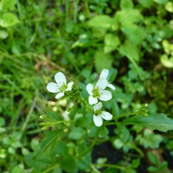 Cardamine amara Blomma