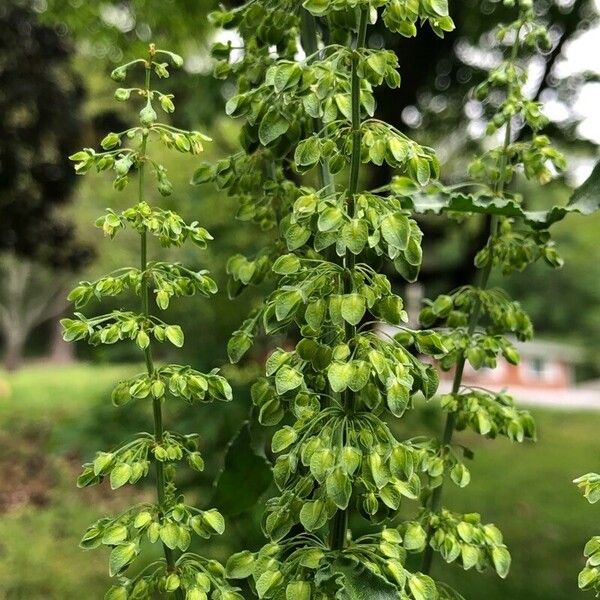 Rumex conglomeratus Fruitua