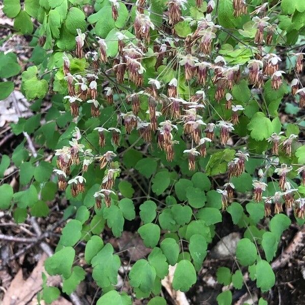 Thalictrum dioicum 花