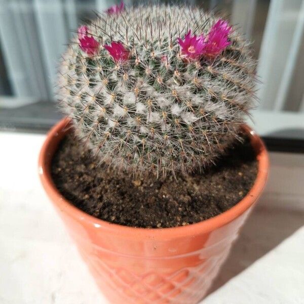 Mammillaria hahniana Flor