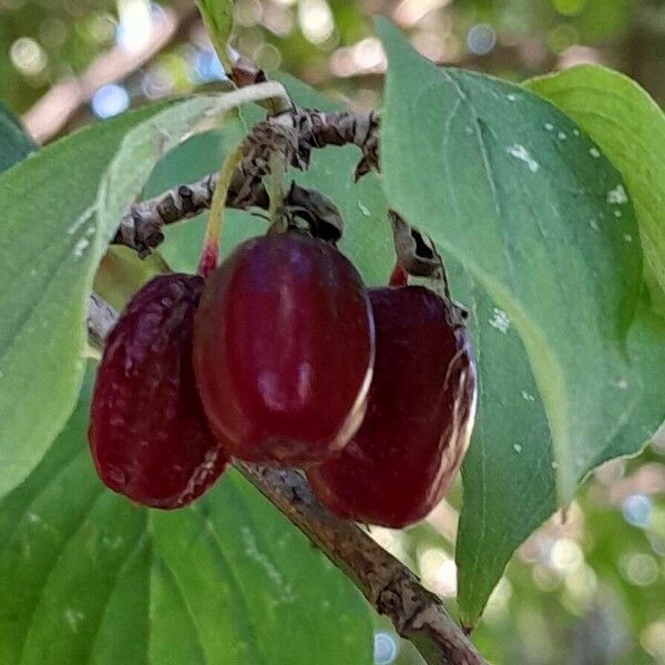 Cornus mas Frutto