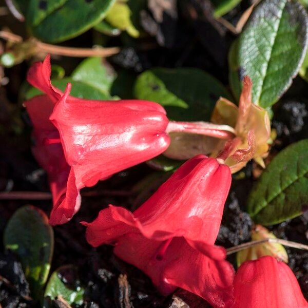 Rhododendron forrestii Blüte