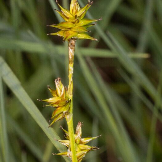 Carex echinata Elinympäristö