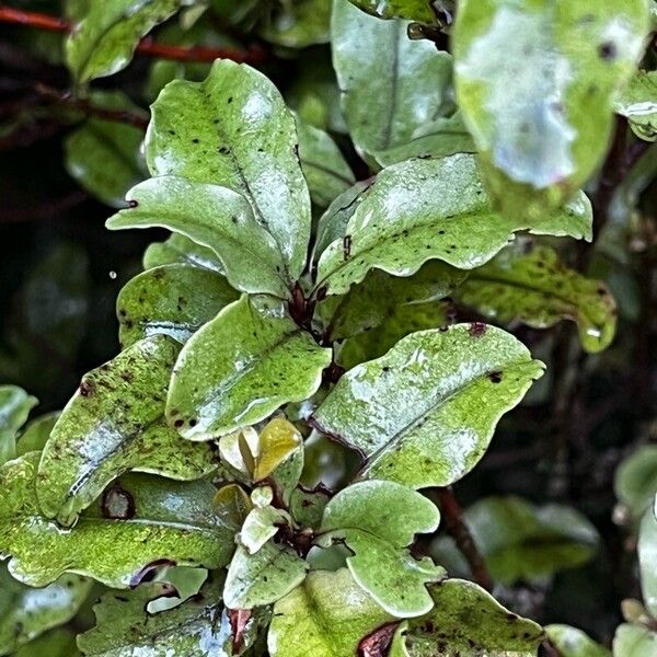 Olearia paniculata Levél