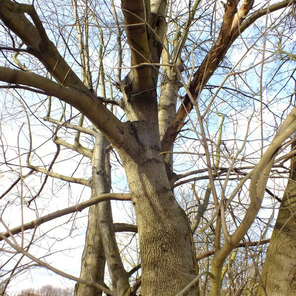 Fraxinus pennsylvanica Habit