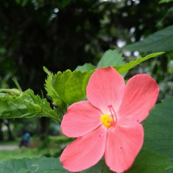 Hibiscus phoeniceus Flor