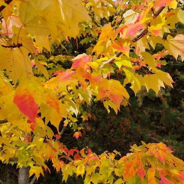 Acer rubrum Feuille