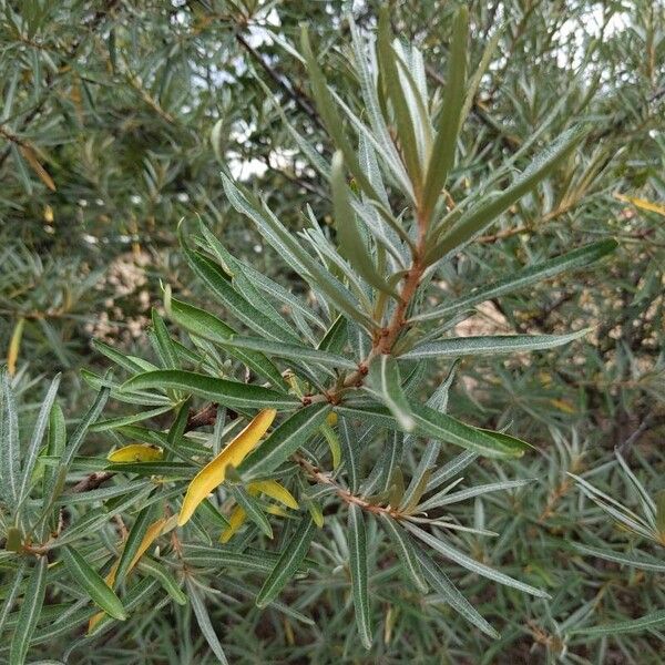 Hippophae rhamnoides Folha