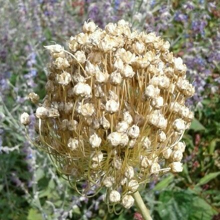 Allium atroviolaceum Flower