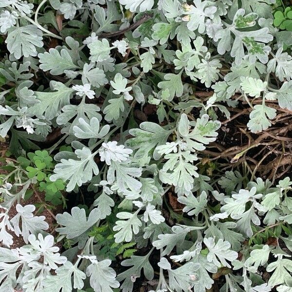 Artemisia stelleriana Fuelha