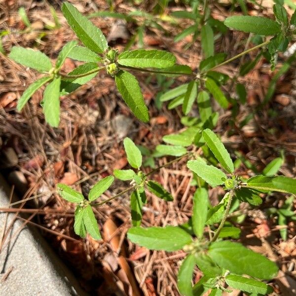 Croton glandulosus Levél