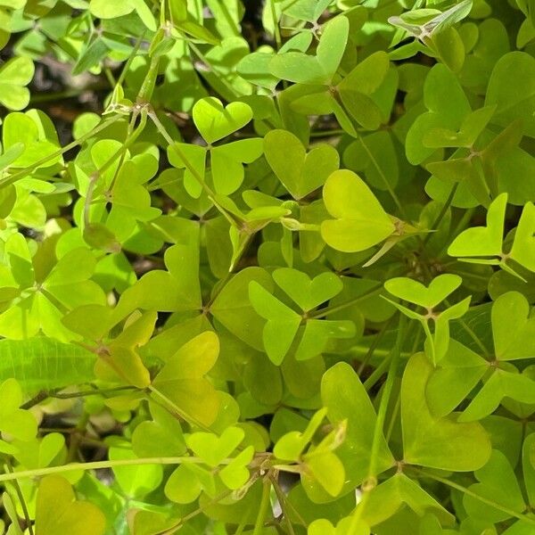 Oxalis incarnata Leaf