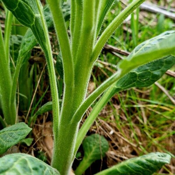 Atropa bella-donna Bark