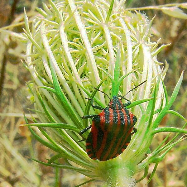 Daucus carota Цвят