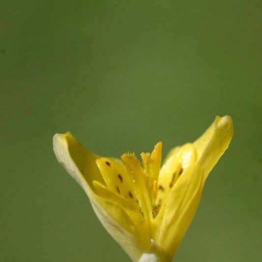 Hypecoum pendulum Flower