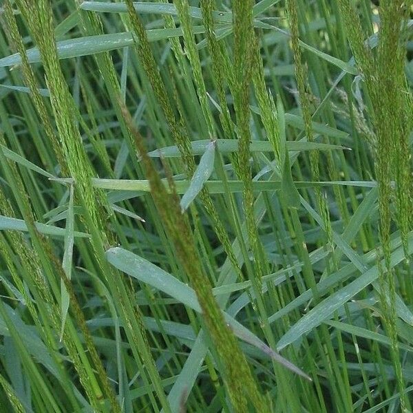 Agrostis gigantea 葉