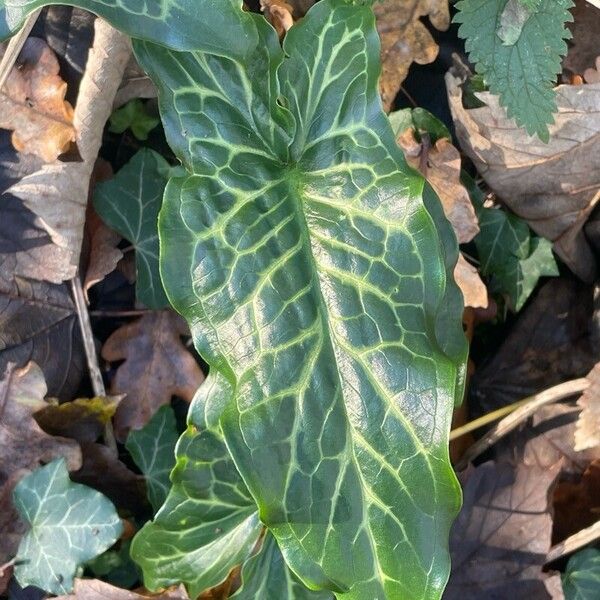 Arum italicum Folha