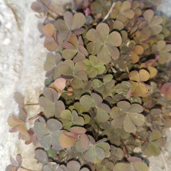 Oxalis corniculata Folha