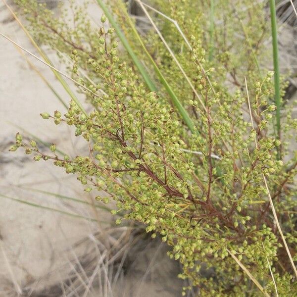 Artemisia campestris Flor