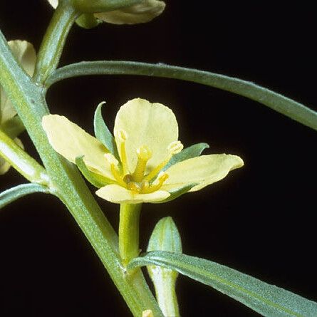 Ludwigia linifolia (Southeastern primrose-willow)