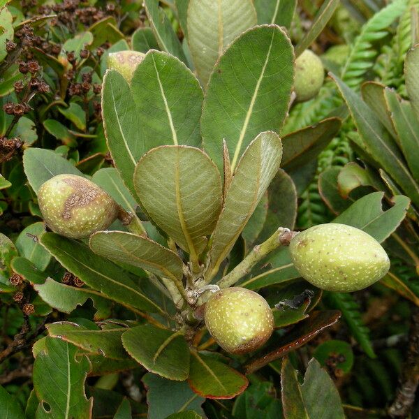 Elaeocarpus gordonii