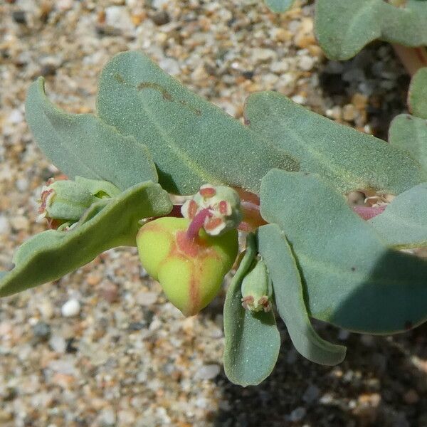 Euphorbia peplis Blatt