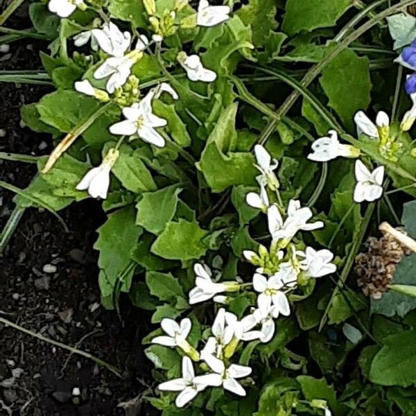 Arabis caucasica Flor