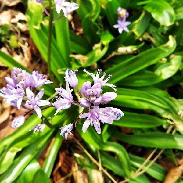 Scilla lilio-hyacinthus Flower