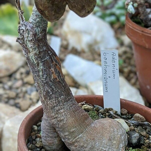 Adenium boehmianum Koor